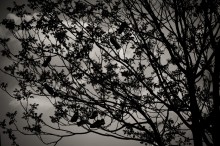Baum mit Turnschuhen / ***