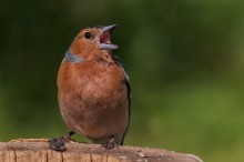 *** "Ah-ah-ah-ah-Probleme!,,," / ***
