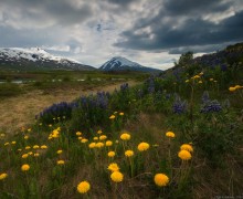 Landschaft mit Lupine und Löwenzahn / ***