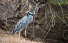 Yellow-crowned Night Heron / ***