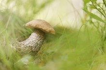 Verstecken im Gras / ***