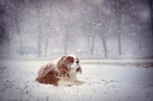 Der erste Schnee / ***