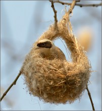 In der Wiege) / ***