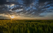"Weizen" Sonnenuntergang / ***