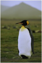 einsamen Pinguin / ***