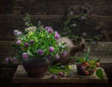 Clover Sommer ... / ...
