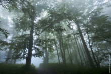 Geheimnisvoller Wald / ***