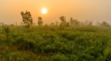 Nebel und Morgen / ***