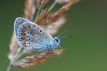 Kupfer-Schmetterling / ---