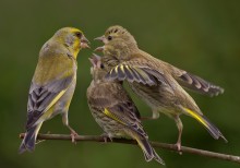 "Sie sind nicht hier stehen!,,," / ***