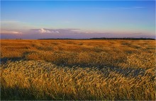 Brot ... / ***