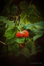 Süße Beeren / ***