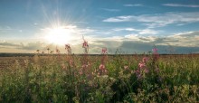 Willow-herb / +++
