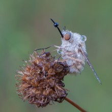 Ein Beruf - fällt durchbohren / ---