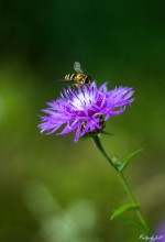 Insekt auf lila Blüte / ****