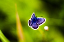 Schmetterling / ***