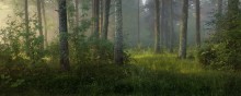 Über widersprüchliche Waldparzellen / ***