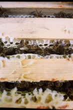 Bienen / ***