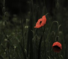 Mohnblumen "temnog tsarstvayu" / ***