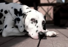 Ich möchte lange leben Hund / ***