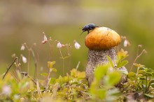 Kleine Käfer Skarabäus :) / ***
