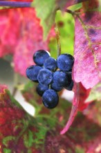 Herbst / ***