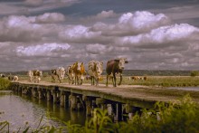 Durch eine kleine Brücke über den Bach / ***