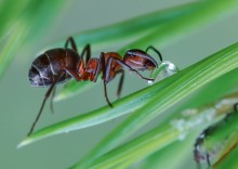 Trinkwasser ant ... / ***