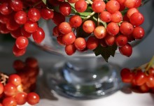 Berry - Viburnum / ***