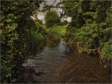 ... "Trout Trails" XIX ... / ***