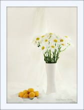 Stillleben mit Aprikosen / ***