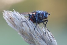 Fly Porträt / ---