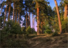 Abenddämmerung im Wald / ***