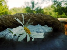 Wählen Sie eine Blume / ***