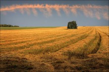 Kämmen Sie für das Feld / ***