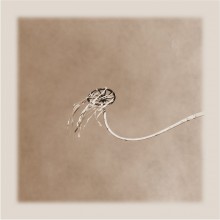 "wheel" / ***