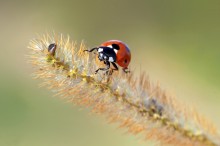Marienkäfer) / ...