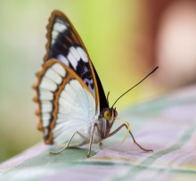 Schmetterling :) / ***