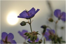 Düstere Abend / ***