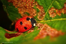 Morgen / ***