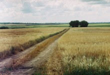 Weizenfeld in der Nähe von Vitebsk / ***