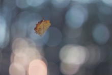 Flug "Sommer - Herbst" / ---