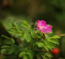 Farbe Hagebutte / ***
