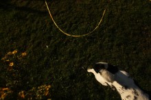 Doggie / ***