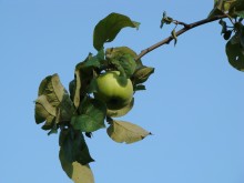Apfel / ***