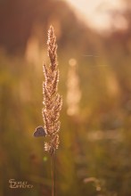 Abendsonne / ---