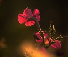 "Carmen" / ***