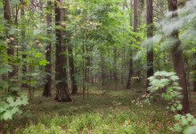 Wald / ***