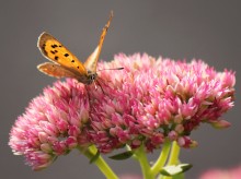 Letzten Atemzug des Sommers / ***