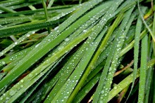 Nach dem Regen / ***